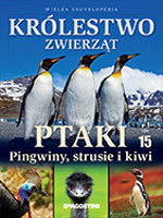 Ptaki: pingwiny, strusie i kiwi